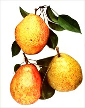 Pears Of The Variety: 1. Kieffer