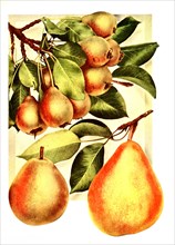 Pears Of The Variety: 1. Seckel