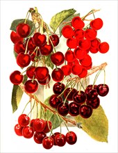 Cherry Variety: 1. Large Montgorency