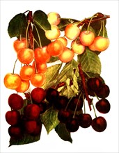 Type Of Cherries: 1