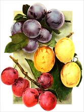 Plums Of The Variety: 1