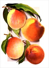 Varieties Of Peaches: 1. Carman