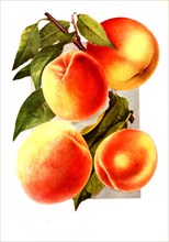 Varieties Of Peaches: 1. Crosby