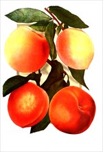 Peaches Of Varieties: 1. New Prolific