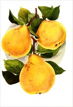 Sort Of Pears: 1. Orange