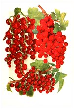 Variety Of Currants: 1. Cherry