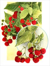 Raspberries Of The Variety: 1. St.Regis