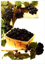 Variety Blackberries: 1. Ohio