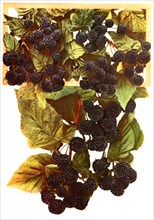 Variety Blackberries: 1. Gregg