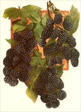 Ripe Blackberries On The Bush
