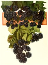 Ripe Blackberries On The Bush