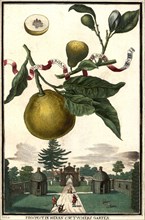 Limon Bergamot Per Sonzin Gientile And Mr. Tucher'S Garden