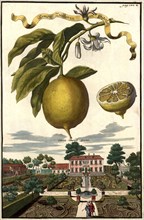 Limon Zucherin Col Pigolo And Mr. Martell'S Garden