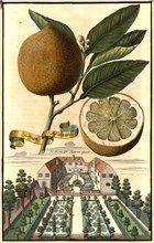 Limea Aranzita And Doctor Falckner'S Garden