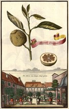 Aranza Limonata And The Garden Of Herr Von Lempen Haufs