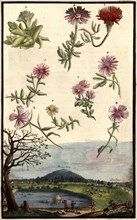 Blossoms And A View Of Scharrau
