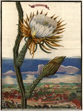 Cereus Cactus In Bloom And Landscape With The Towns Of Fürth
