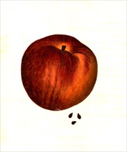 Apple Of The Cheltenham Variety