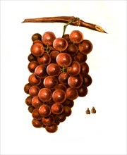 Diana Variety Grapes