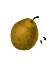 Pear Of The Heathcot Variety