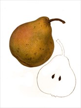 Pear Of The Howell Variety