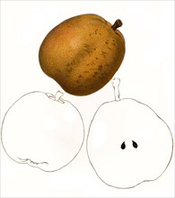Pear Of The Sheldon Variety
