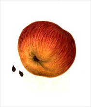 Apple Of The Republican Pippin Variety