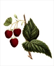 Cushing Raspberry Variety
