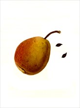 Ott Pear Pear