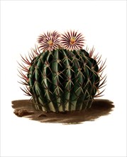 Stenocactus Coptonogonus Is A Species Of Plant In The Genus Stenocactus In The Cactus Family