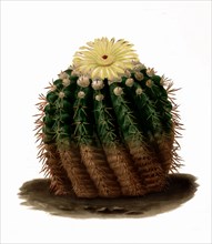 Parodia Erinacea Is A Species Of Plant In The Genus Parodia In The Cactus Family
