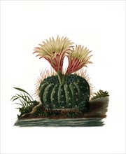 Parodia Concinna Is A Species Of Plant In The Genus Parodia In The Cactus Family
