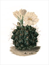 Gymnocalycium Gibbosum Is A Species Of Plant In The Genus Gymnocalycium In The Cactus Family