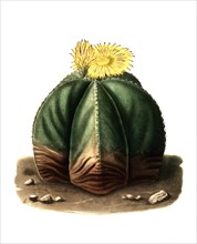 Bishop'S Cap (Astrophytum Myriostigma) Is A Species Of The Genus Astrophytum In The Cactus Family