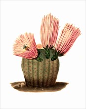 Echinocereus Pectinatus Is A Species Of Plant In The Genus Echinocereus Of The Cactus Family (Cactaceae).
