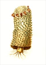 Mammillaria Geminispina Is A Species Of Plant In The Genus Mammillaria In The Cactus Family