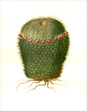 Mammillaria Helicteres Is A Species Of Flowering Plant In The Genus Mammillaria In The Cactus Family