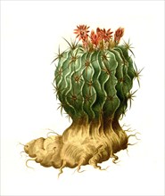 Echinocactus Crispatus