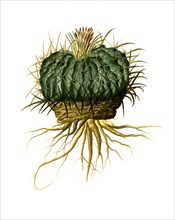 Stenocactus Obvallatus Is A Species Of Plant In The Genus Stenocactus In The Cactus Family