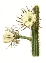 Cereus Repandus Is A Species Of Plant In The Genus Cereus Of The Cactus Family
