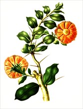 Pereskia Lychnidiflora