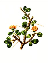 Pereskia Opuntiaeflora Is A Species Of Plant In The Genus Leuenbergeria Of The Cactus Family