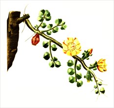 Pereskia Rotundifolia Is A Species Of Plant In The Genus Leuenbergeria Of The Cactus Family