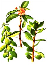 1. Pereskia Grandifolia