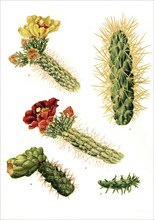 1. Opuntia Tunicata
