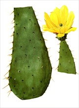 Opuntia Linguiformis