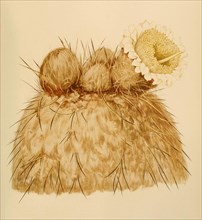 Pachycereus Chrysomallus