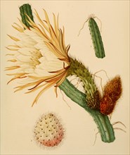 Selenicereus Grandiflorus