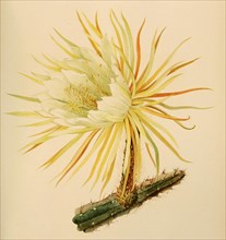 Selenicereus Coniflorus