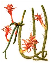 1. Aporocactus Leptophis